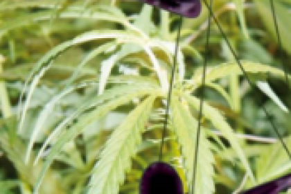 drugs, ondermijning