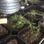 moet wiet gelegaliseerd worden