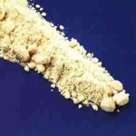 mdma